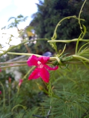 Ipomoea quamoclit image