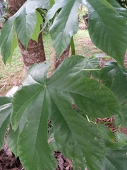 Sterculia apetala image