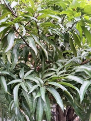 Mangifera indica image