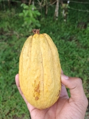 Theobroma cacao image