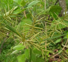 Cyperus odoratus image