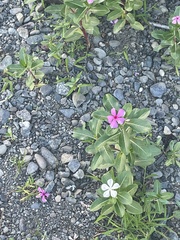 Catharanthus roseus image