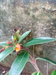 Seemannia sylvatica image