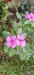 Catharanthus roseus image