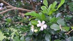 Murraya paniculata image