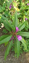 Impatiens balsamina image