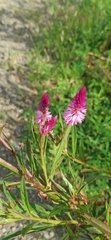 Celosia argentea image