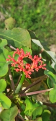 Jatropha podagrica image