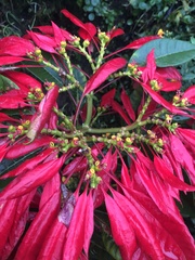 Euphorbia pulcherrima image