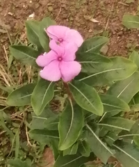 Catharanthus roseus image