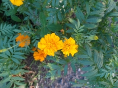 Tagetes erecta image