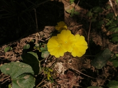 Camonea umbellata image