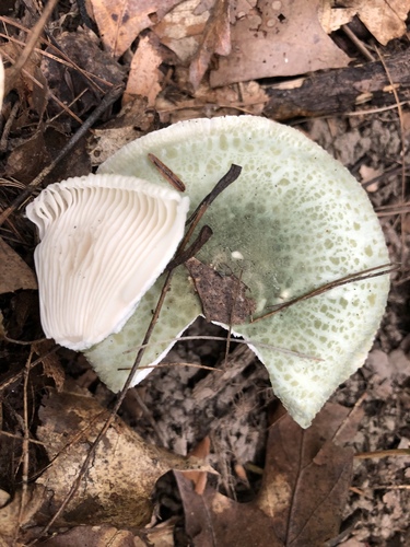 Green Russula
