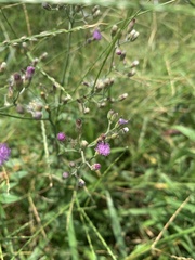 Cyanthillium cinereum image