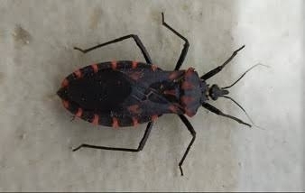 Panstrongylus megistus