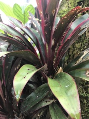 Cordyline fruticosa image