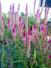 Celosia argentea image