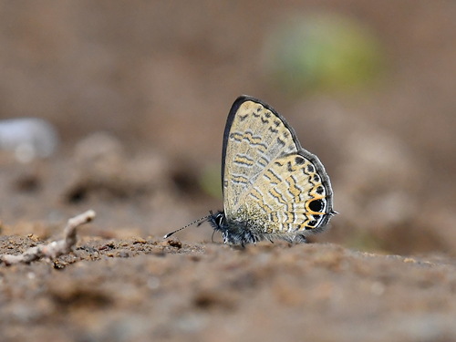 Common Line Blue Common Line Blue | Native Nature