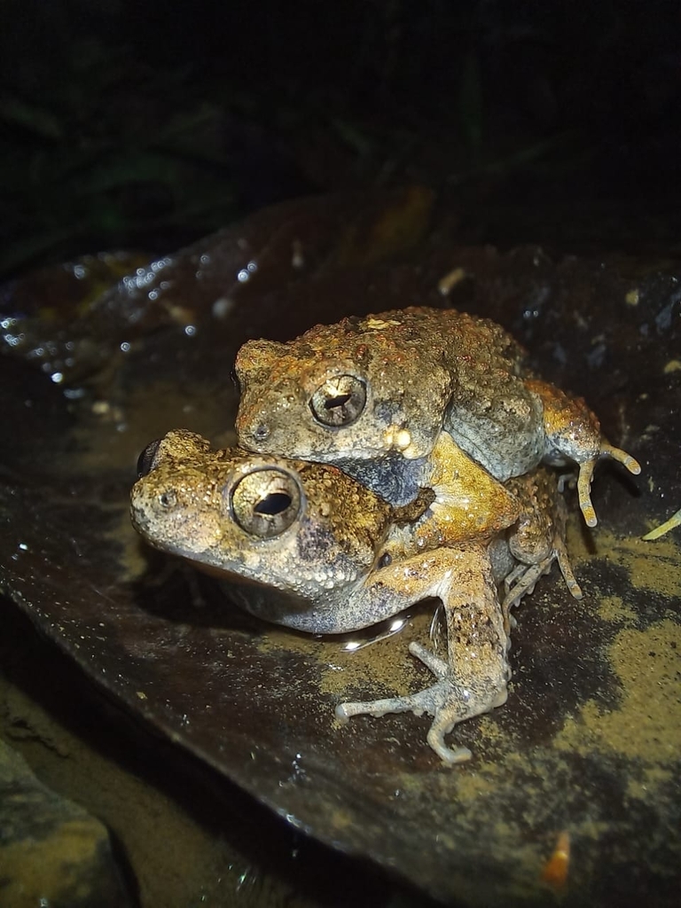 Túngara Frog from Provincia de Coclé, Panamá on November 26, 2022 by ...