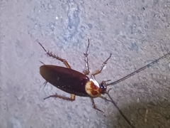Periplaneta americana image