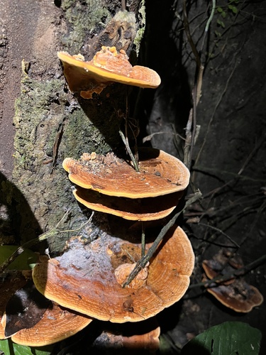 Rigidoporus microporus
