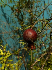 Punica granatum image