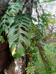 Monstera adansonii image