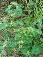 Euphorbia heterophylla image