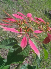 Euphorbia pulcherrima image