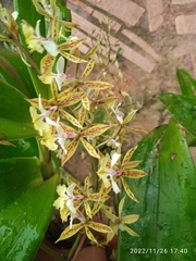 Epidendrum stamfordianum image