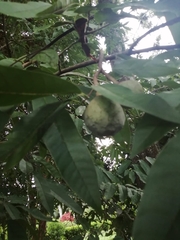 Annona reticulata image