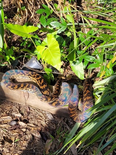 Australian Scrub Python sighting