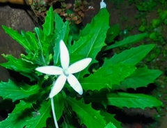 Hippobroma longiflora image