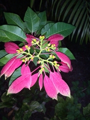 Euphorbia pulcherrima image