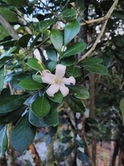 Murraya paniculata image