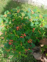 Image of Euphorbia cyathophora