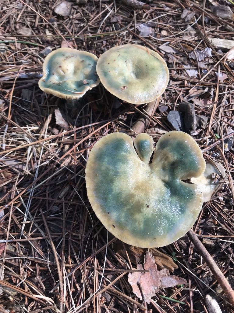 Common Milkcaps from 54636, Holmen, WI, US on September 6, 2018 at 10