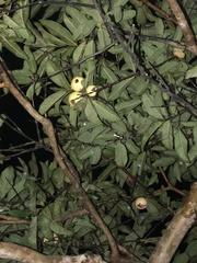 Psidium guajava image