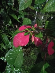 Euphorbia pulcherrima image