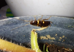 Periplaneta australasiae image