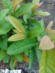 Psidium guajava image