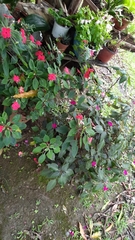 Impatiens walleriana image
