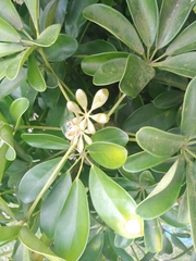 Schefflera arboricola image