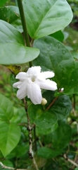 Image of Jasminum sambac