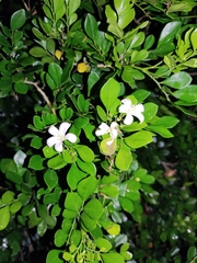 Murraya paniculata image