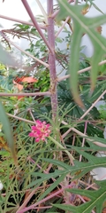 Jatropha multifida image