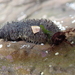 Little African Sea Cucumber - Photo (c) 高玫育, all rights reserved, uploaded by 高玫育