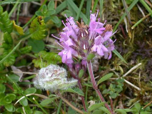 Thyme Gall-mite
