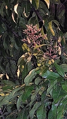 Mangifera indica image
