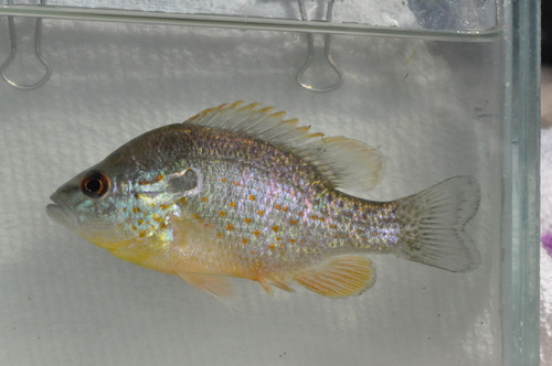 Orangespotted Sunfish